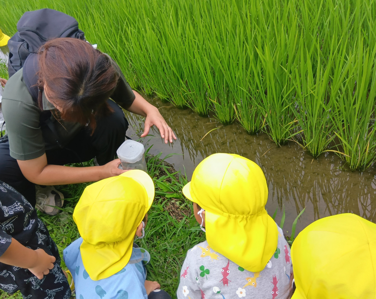 カエルを田んぼに返す様子