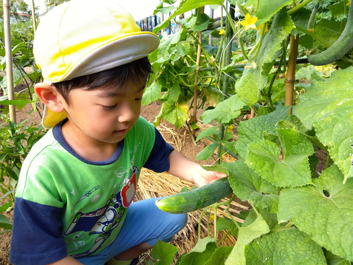 育てたきゅうり