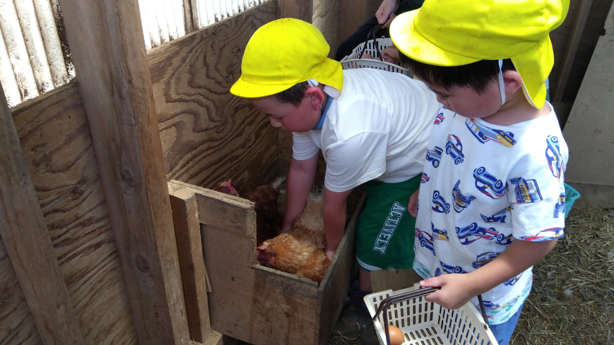 鶏の卵を収穫する子どもたち