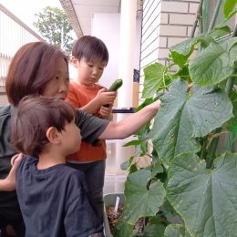 発達支援つむぎ 駒沢「夏野菜収穫したよ」