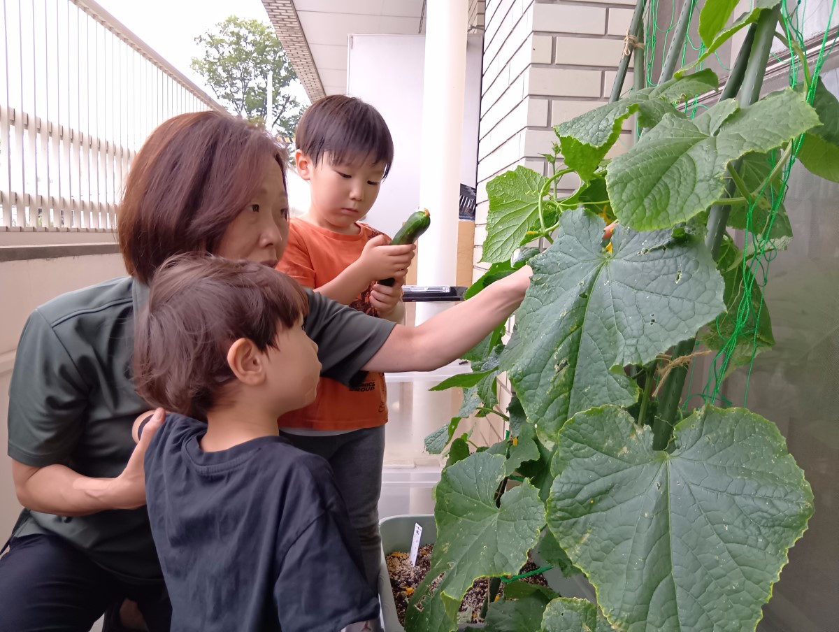 育てたきゅうりを収穫する子どもたち