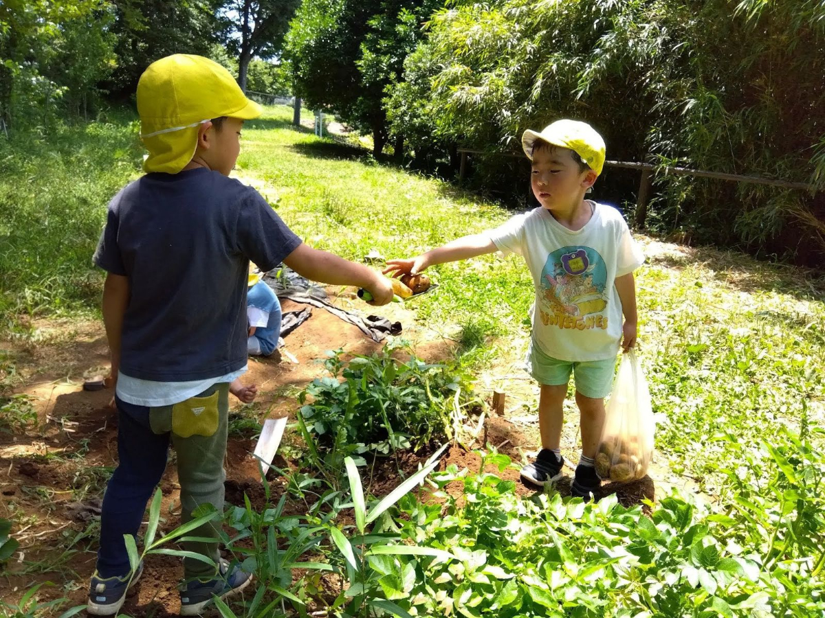 じゃがいもの収穫をする子どもたち