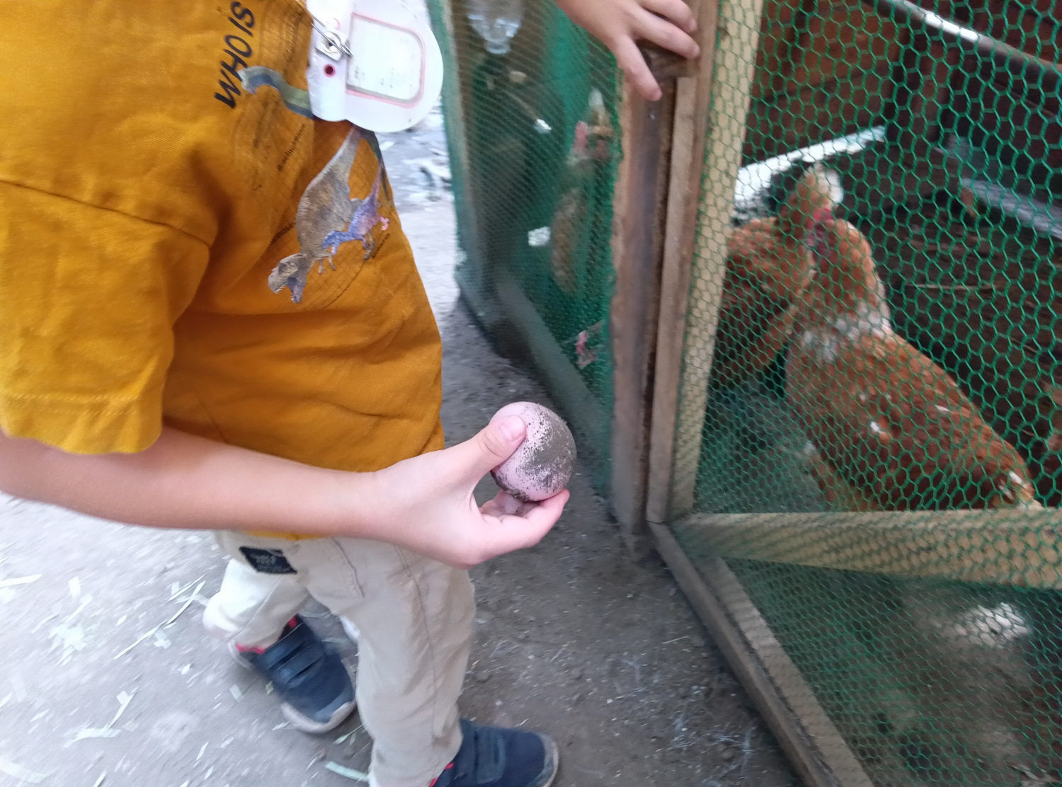 鶏の卵を回収する子ども