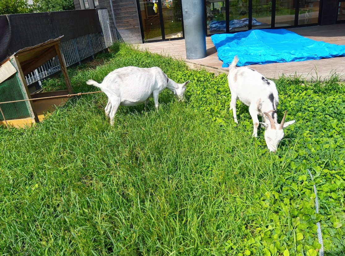 園庭にいるヤギ2頭