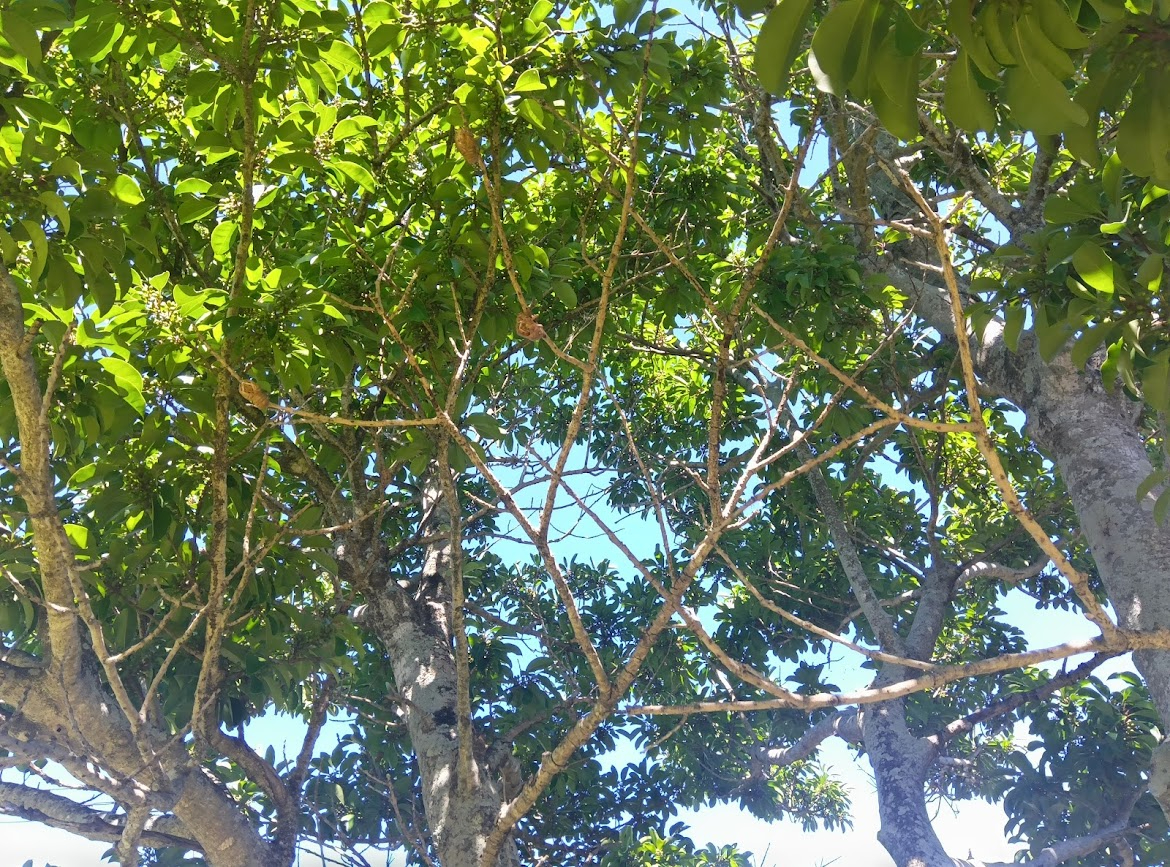 青く茂った木々