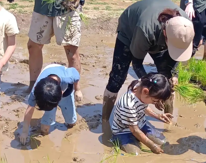 自園の田んぼで田植えをする子どもたち