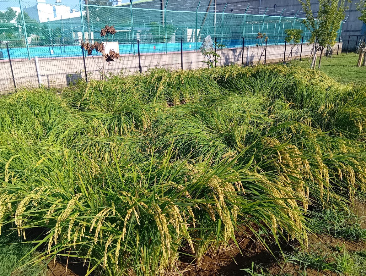 たわわに実った稲穂