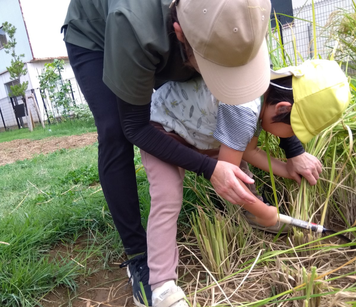 スタッフの手を借りながら鎌を使って稲刈りをする子ども