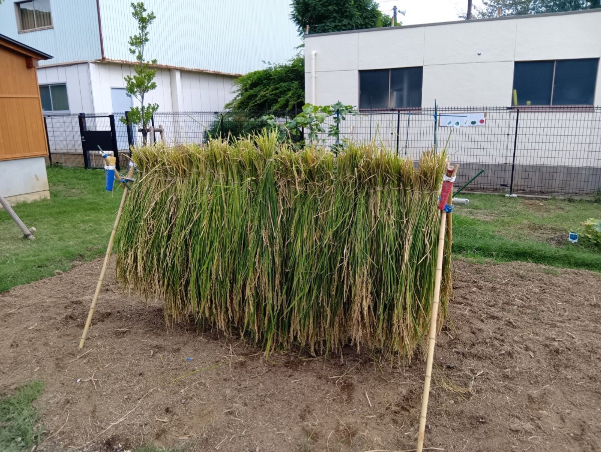 刈り取った稲を干す