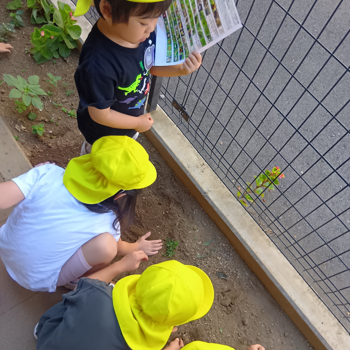 畑で虫を探す子どもたち