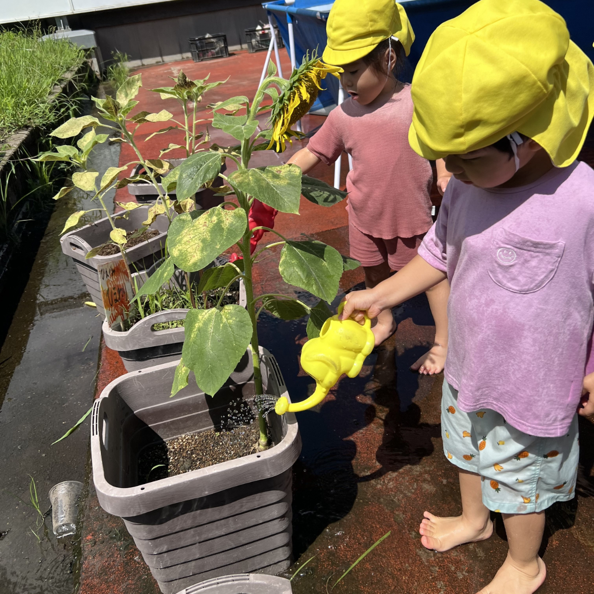 ひまわりに水やりをする子どもたち