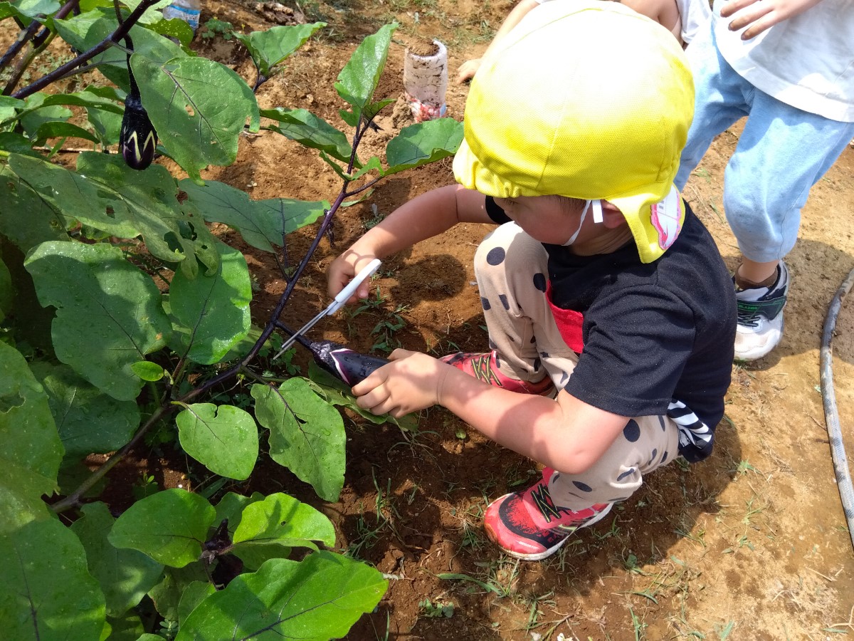 畑でナスを収穫する子ども