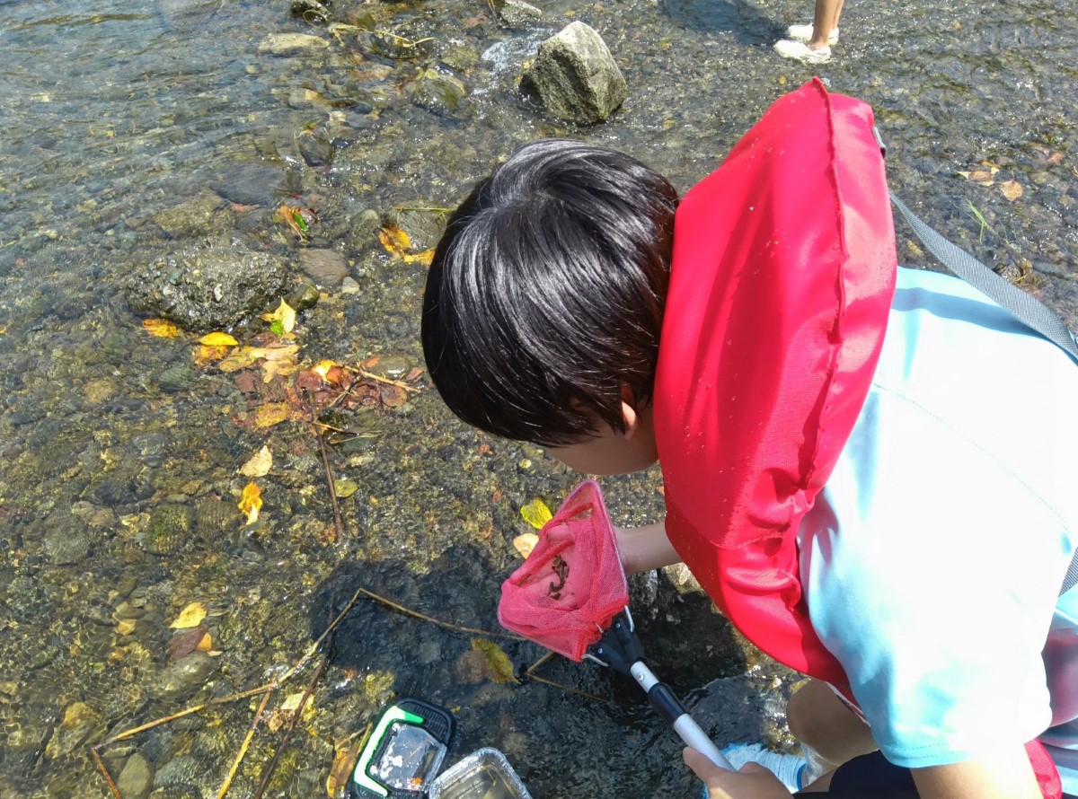 川で生き物を捕まえる子ども