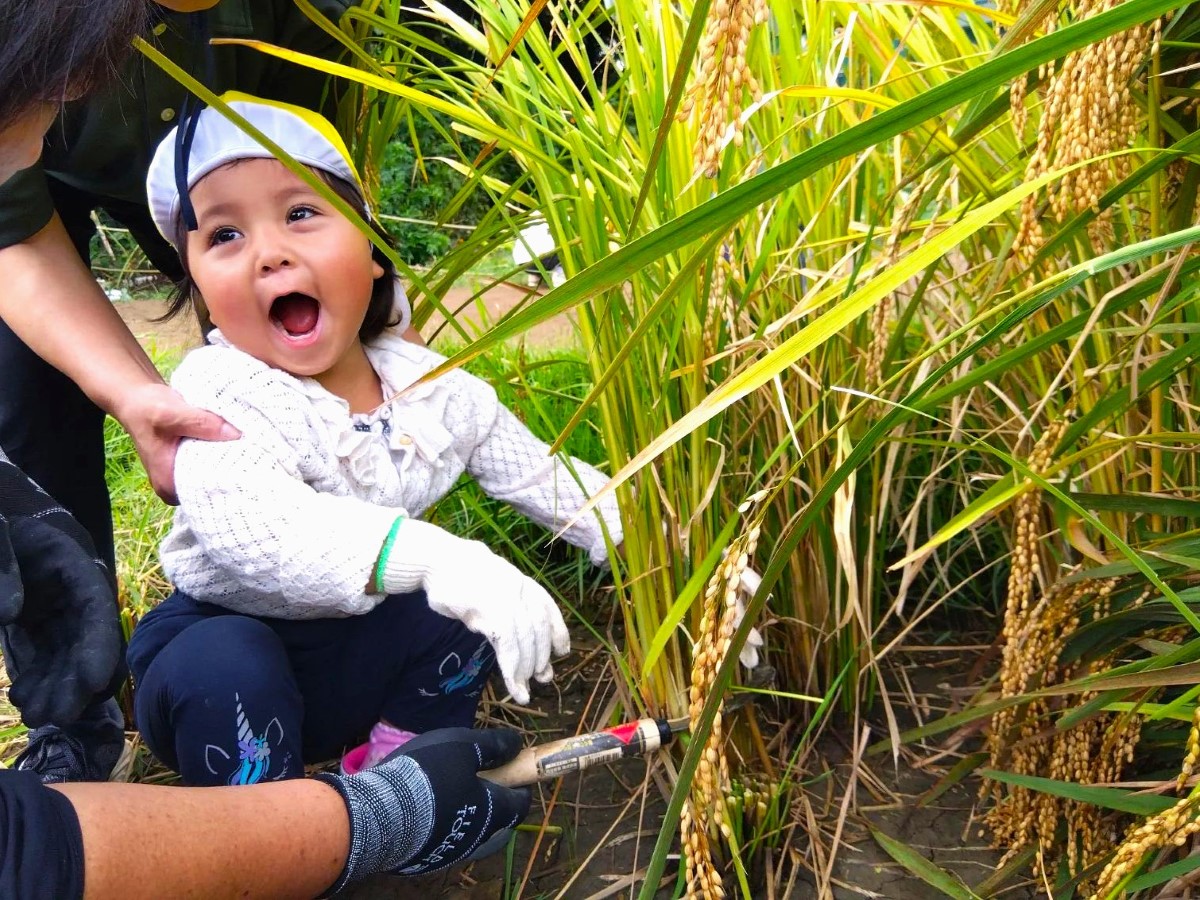 稲刈りをする子ども