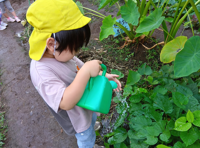 野菜に水やりをする