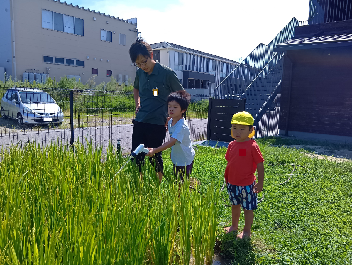 田んぼに水を撒く子どもたち