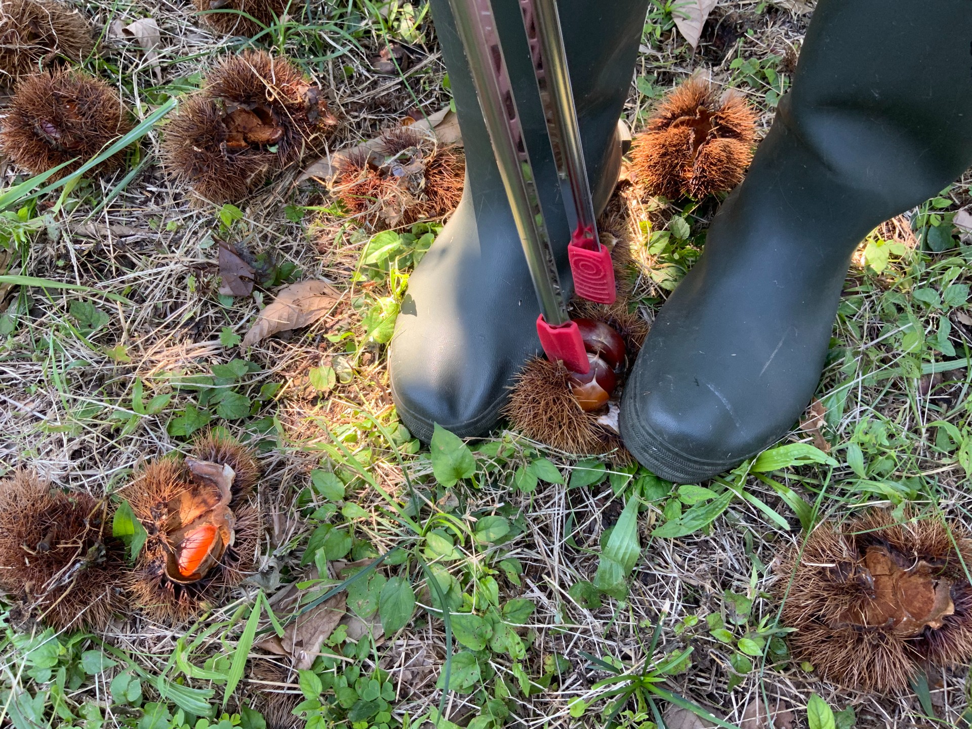 栗の収穫を行う様子