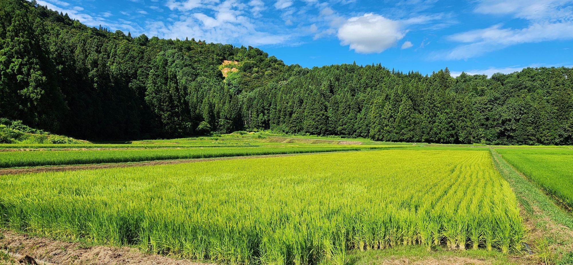 新潟県南魚沼市にあるどろんこ会グループの田んぼ