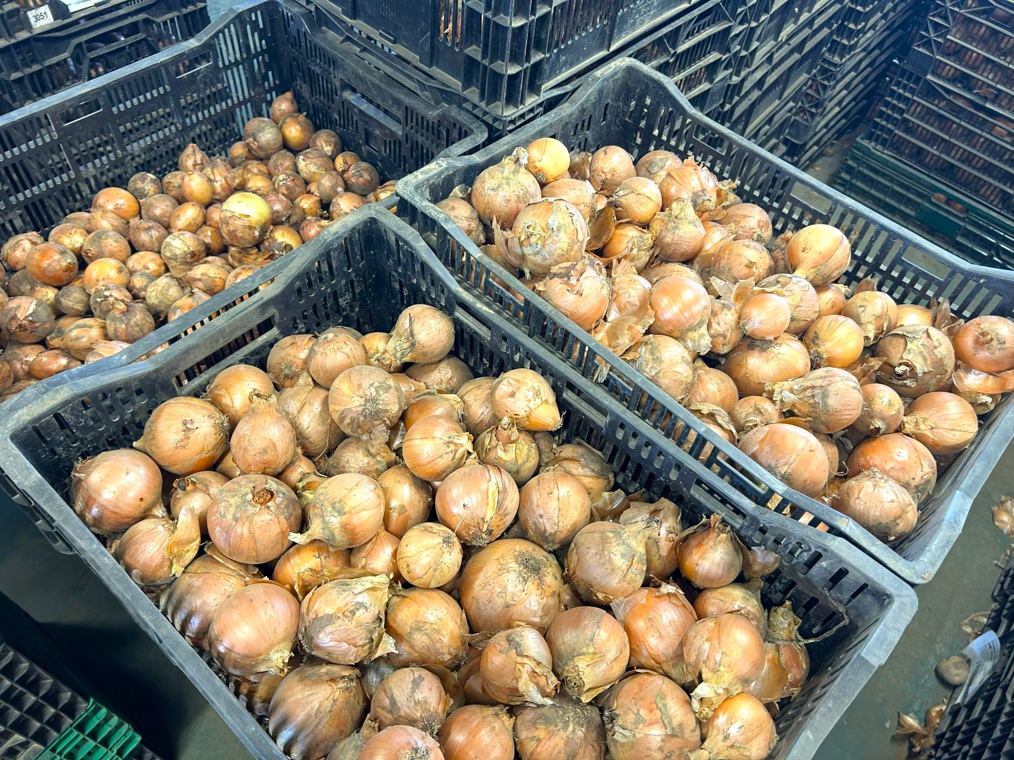 どろんこアグリの畑で収穫した玉ねぎ