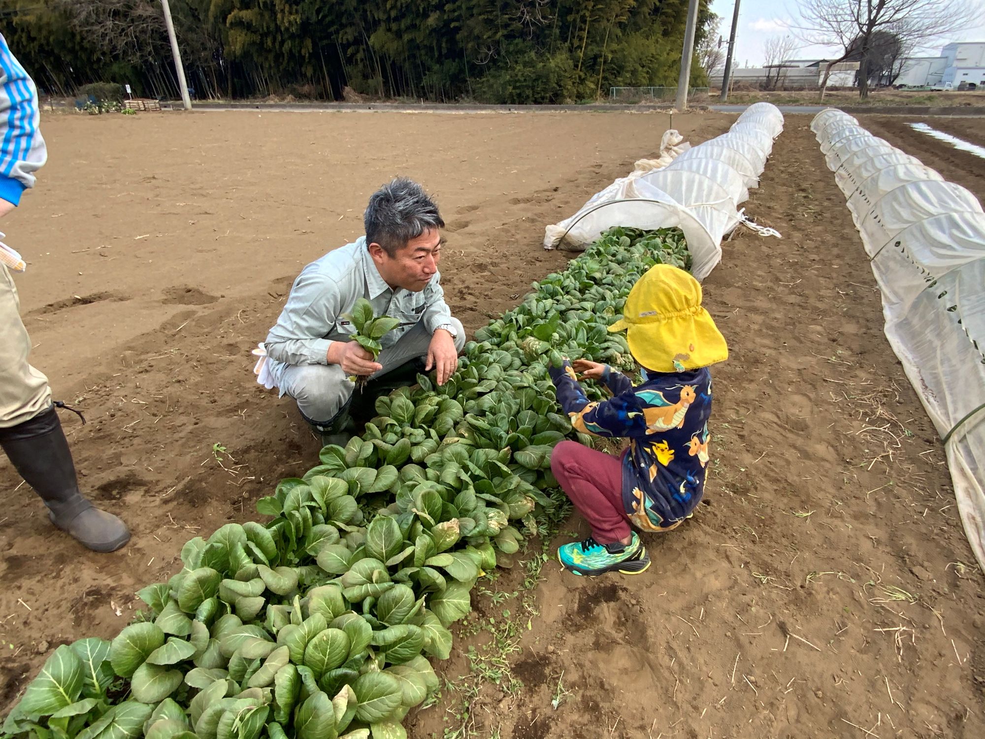 畑で子どもと小松菜を収穫する高堀代表