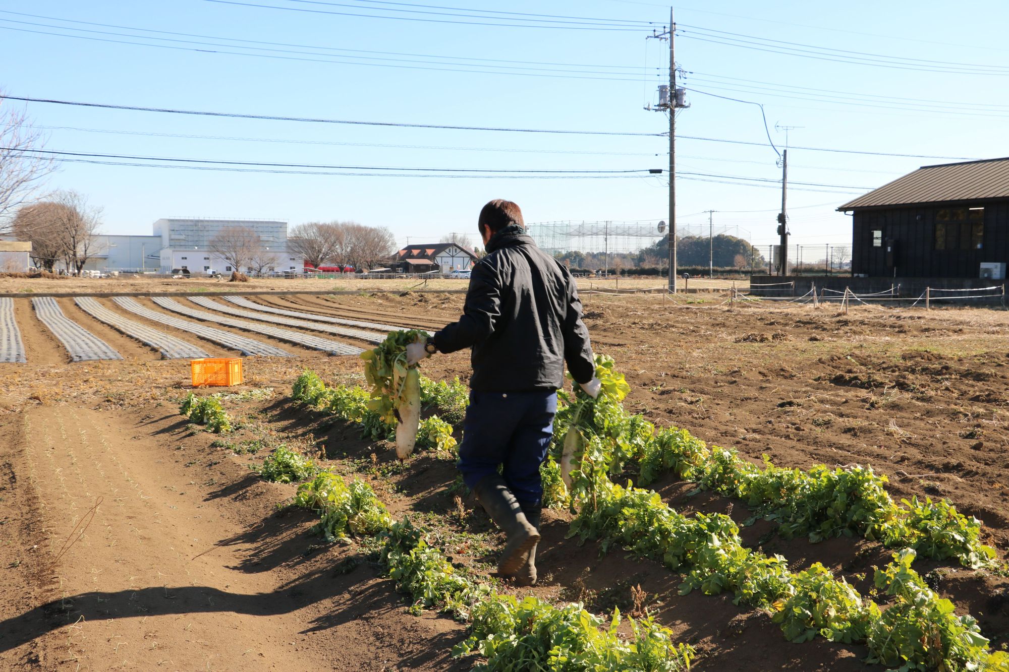 埼玉県日高市の畑で農作業をするスタッフ