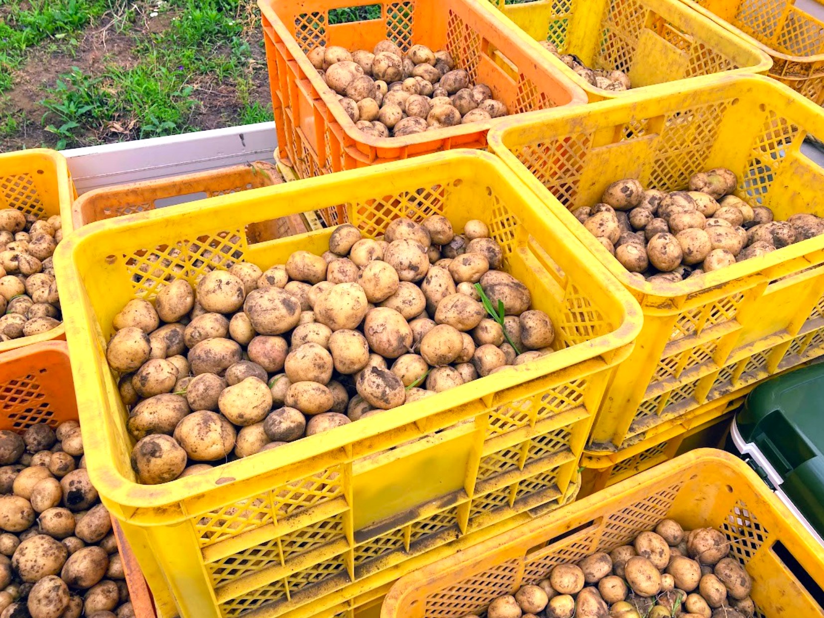 籠にたくさん入ったどろんこアグリのジャガイモ