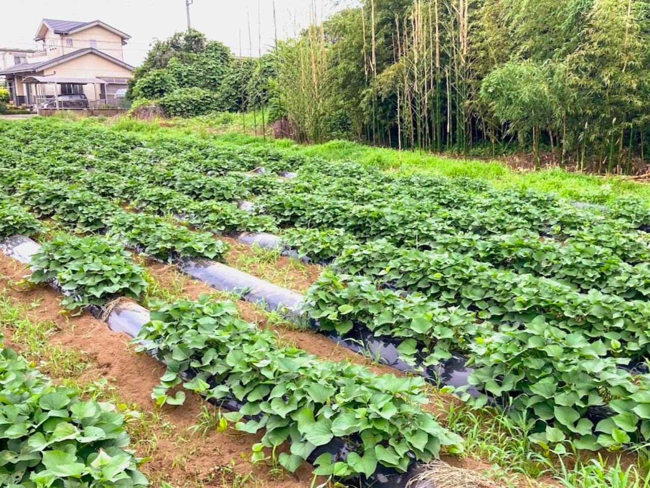 山形の畝が整うサツマイモ畑
