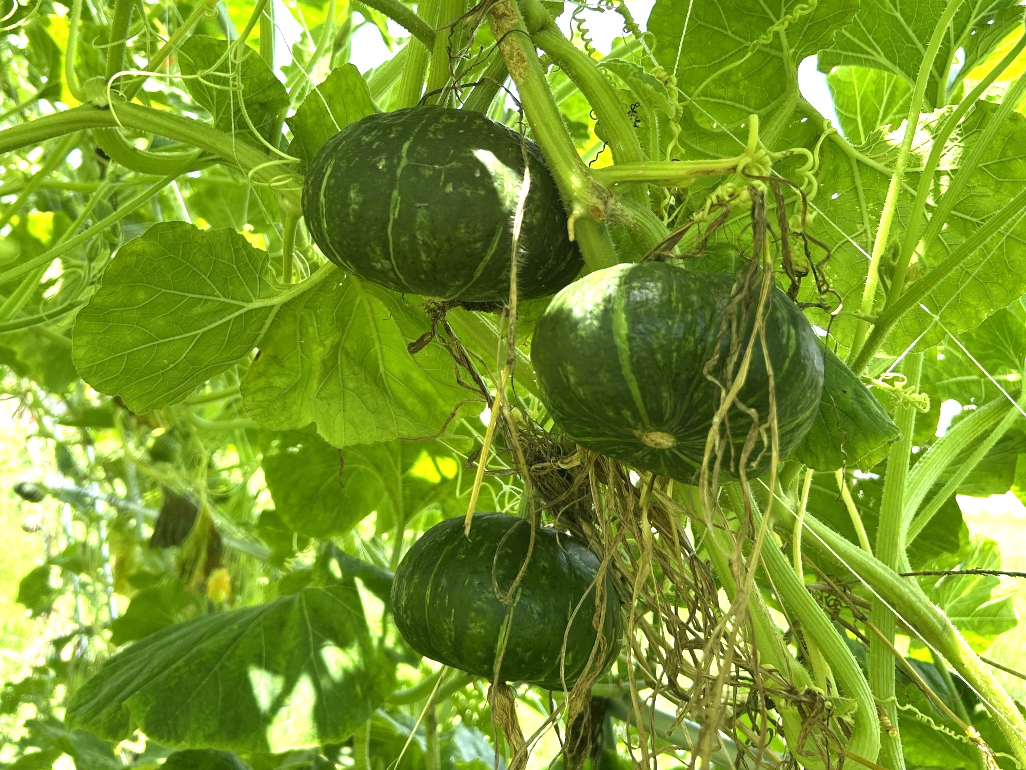 空中栽培しているカボチャの実