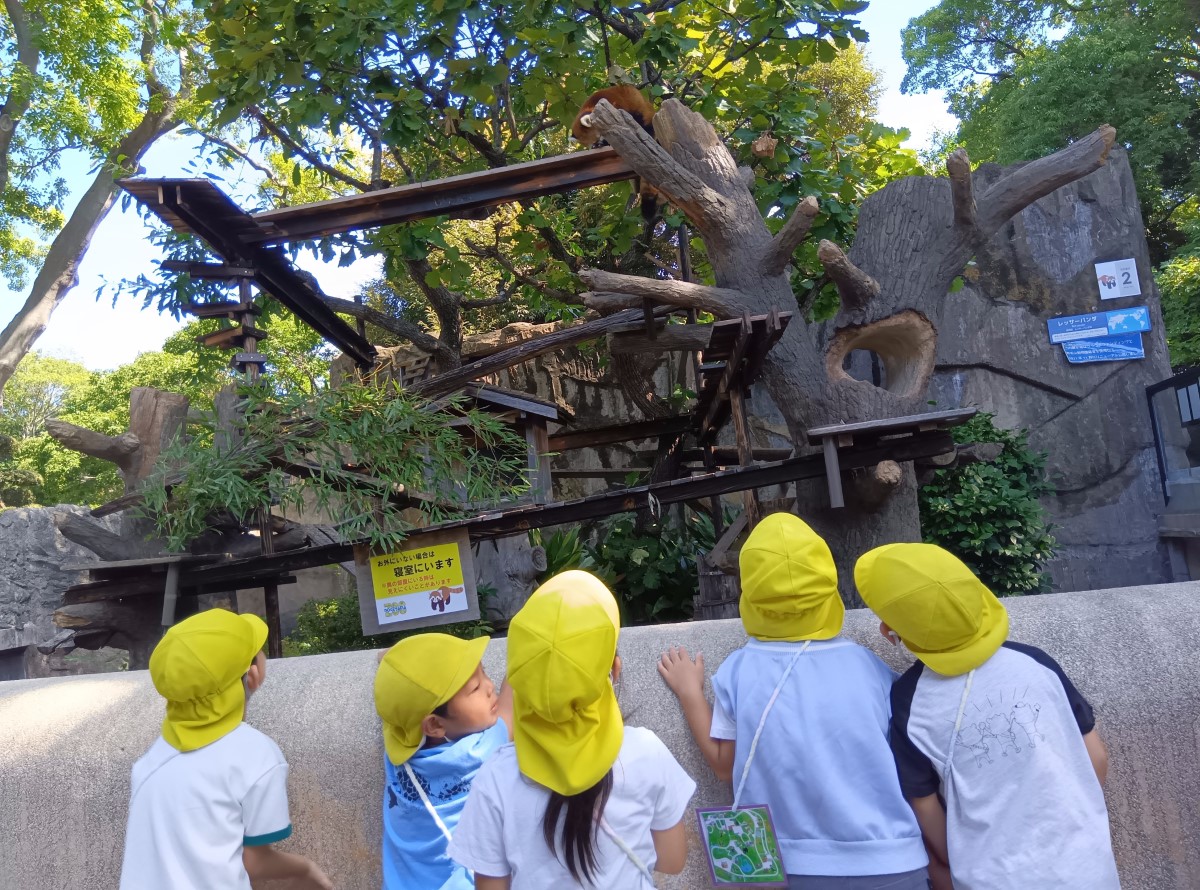 木の上にいるレッサーパンダを見る子どもたち