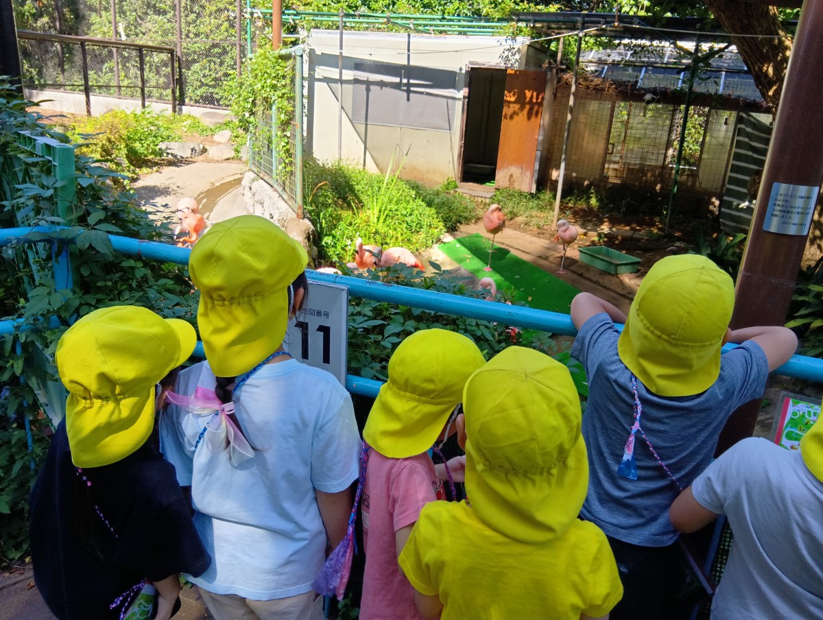 フラミンゴの動きを見る子どもたち