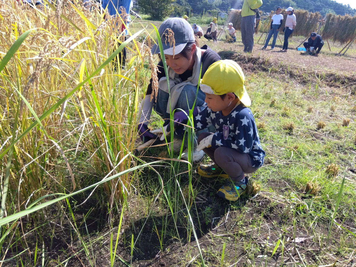 稲刈りを教わる子ども