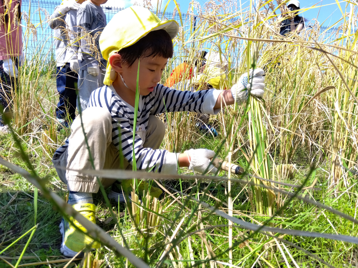 鎌を使って稲刈りを行う子どもたち