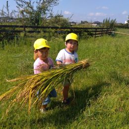 一宮どろんこ保育園「稲刈り」