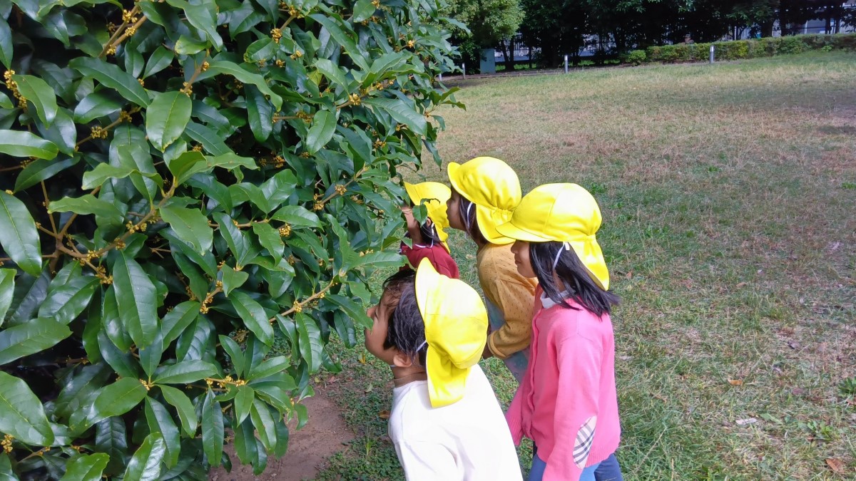 金木犀の花の香りを楽しむ子どもたち