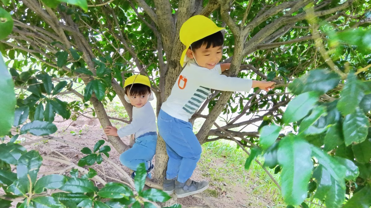 園庭で木登りをする子どもたち