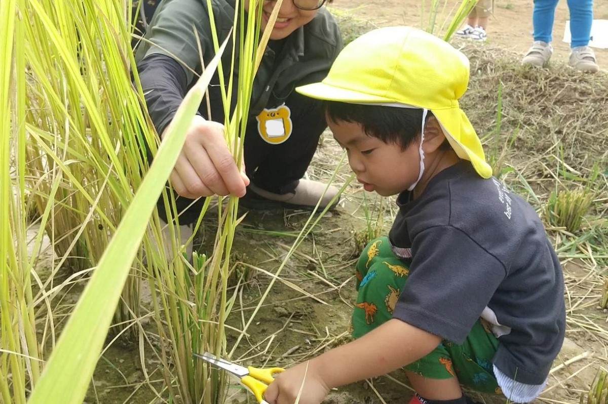 はさみで稲を刈る子ども