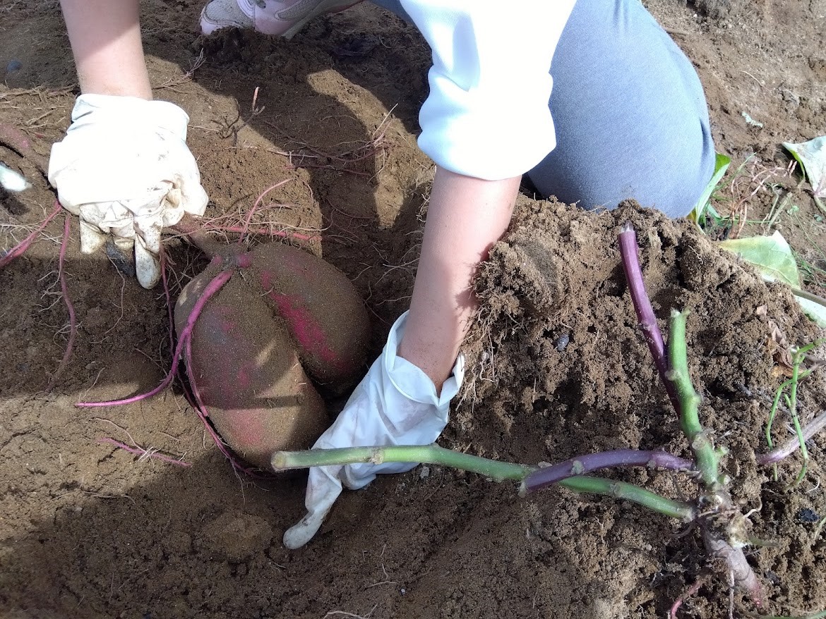 畑で掘り起こしたさつまいも