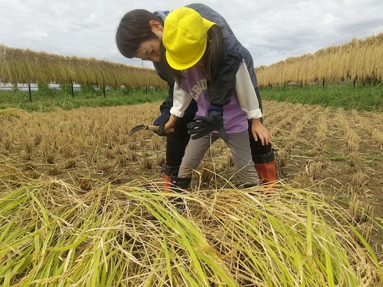 鎌を使って稲を刈る子ども