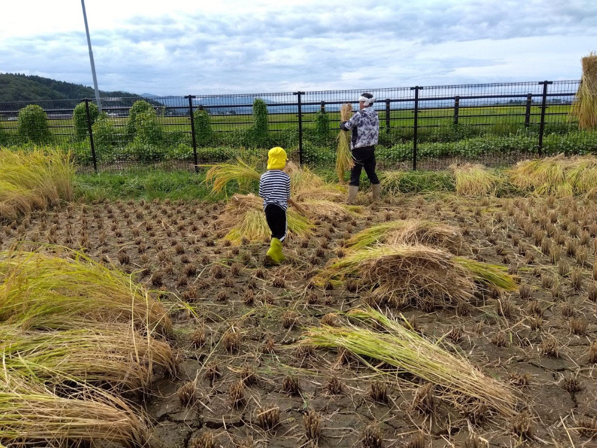 お米の収穫の様子
