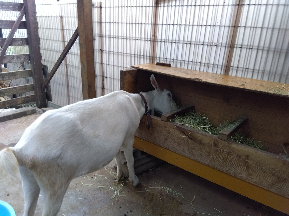 草をたべるヤギ