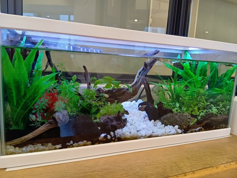 つむぎ 荻窪ルームの水槽