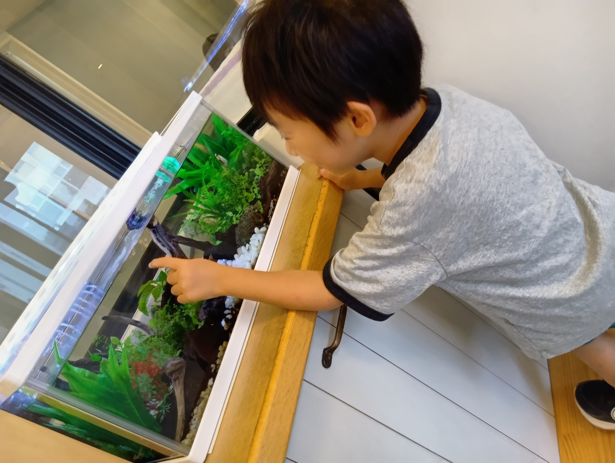 水槽の中を指さす子ども