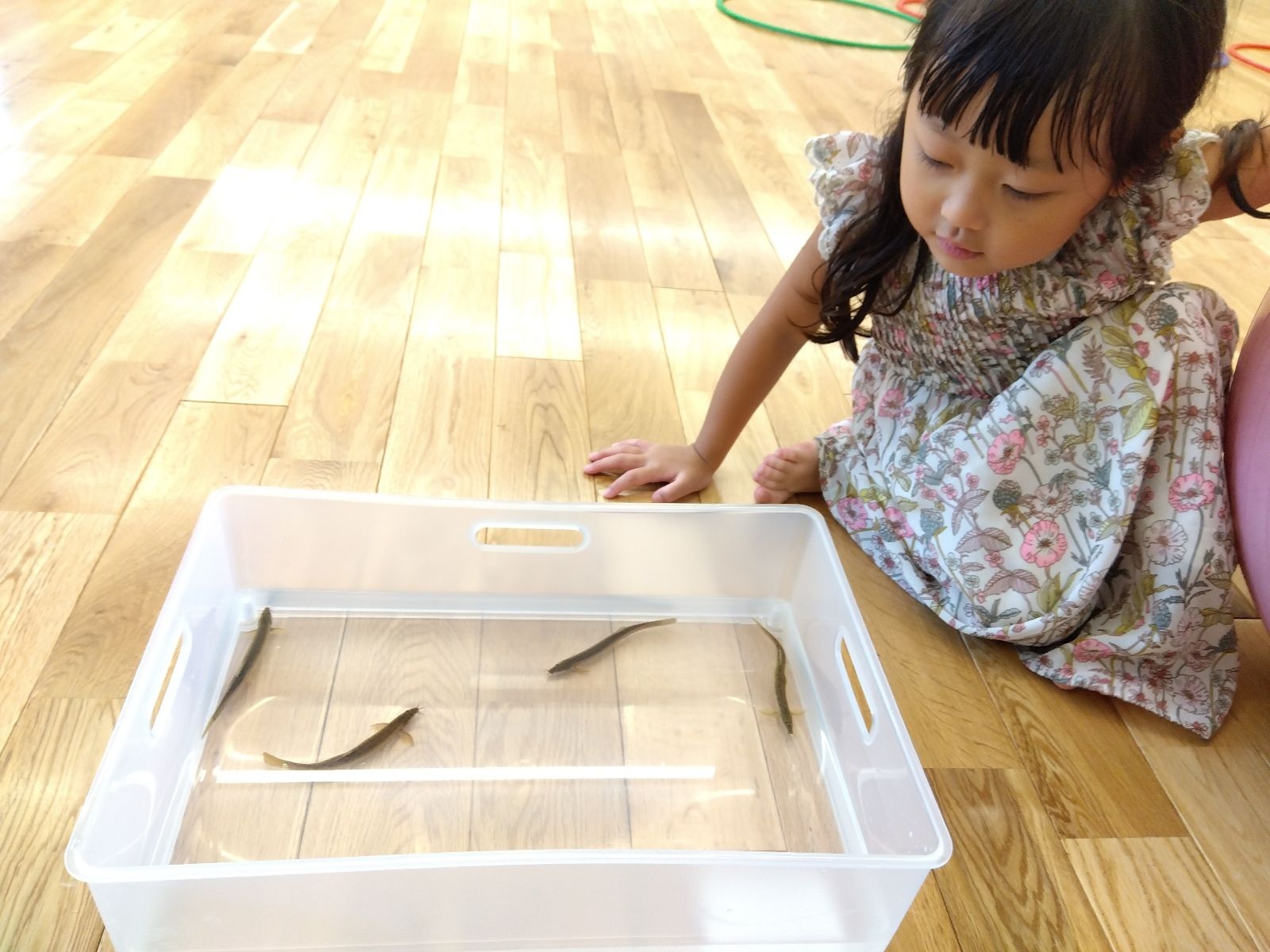 ドジョウを見る子ども