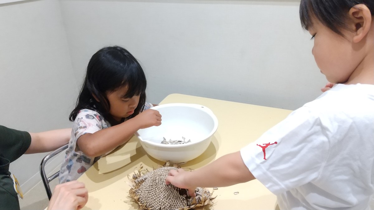 ひまわりの花から種を回収する子どもたち