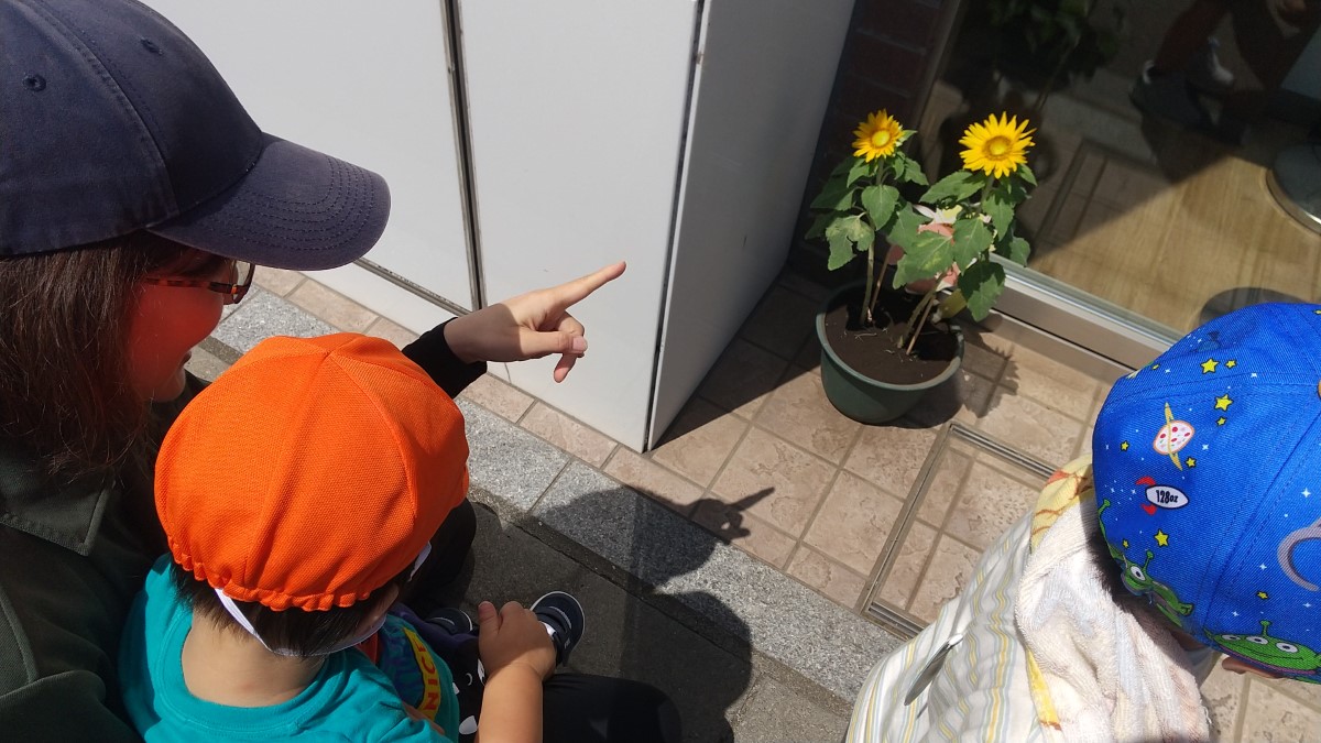 郵便局に飾られたプランターのひまわり