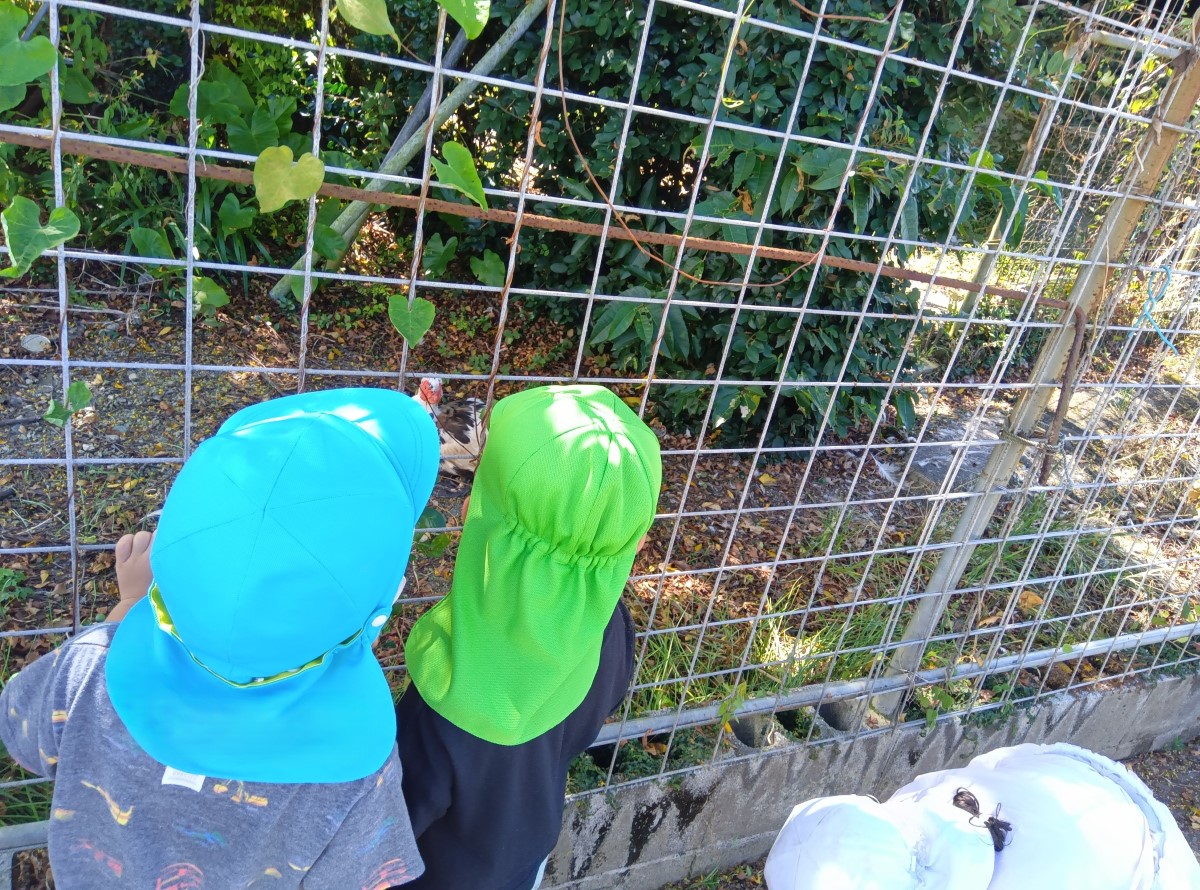 柵越しに鶏を観察する子どもたち