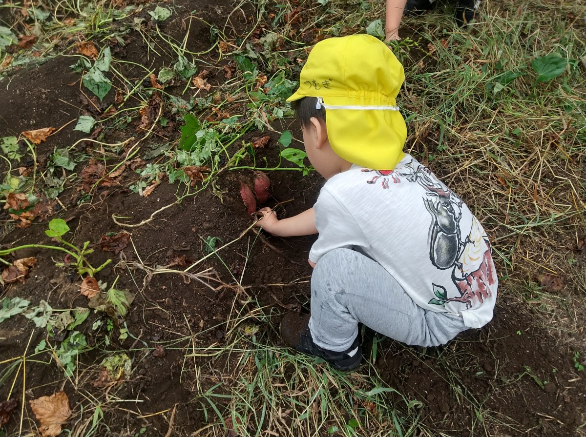 素手でさつまいもを掘り起こす子ども