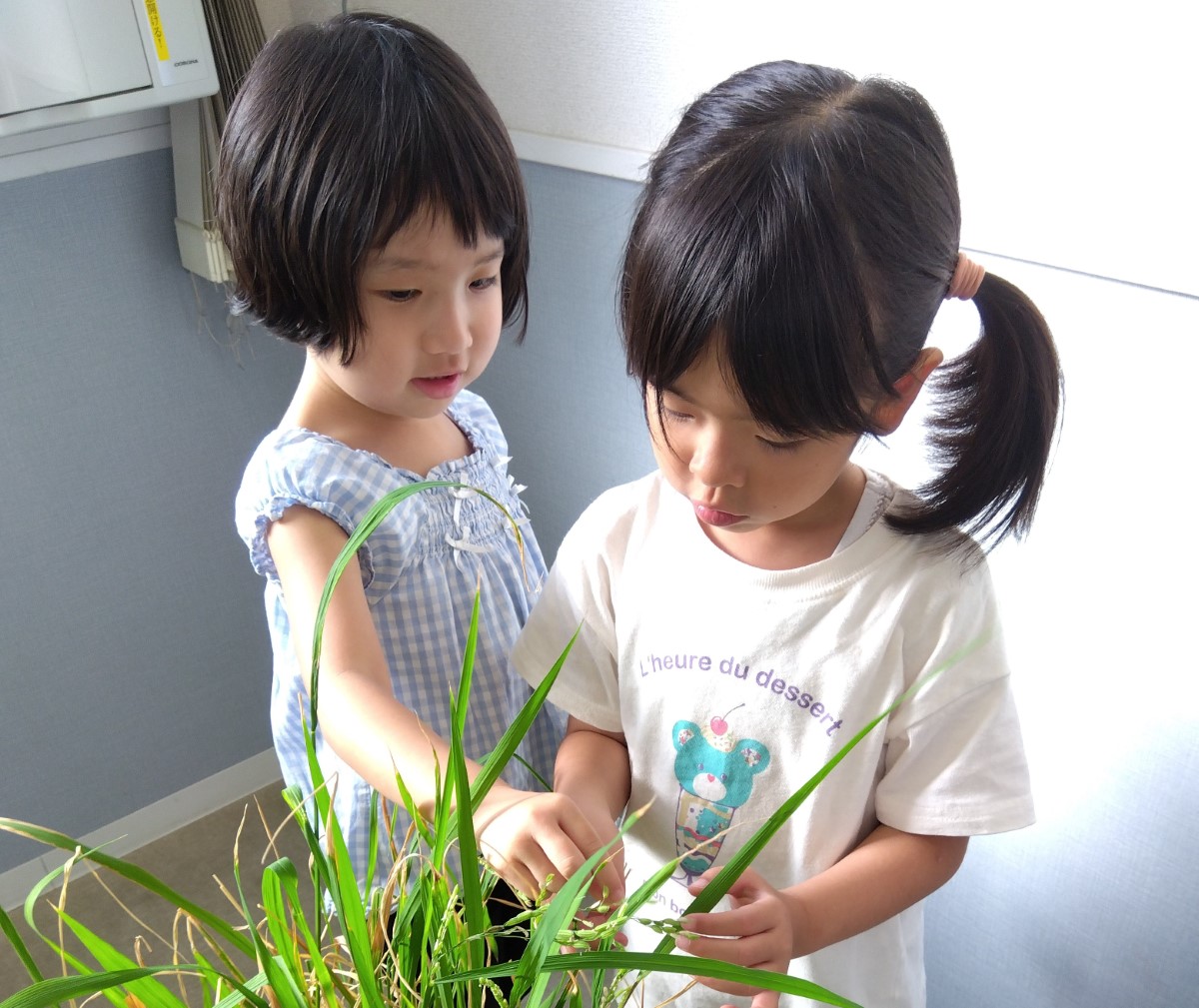 バケツの稲の育ち具合を観察する子ども