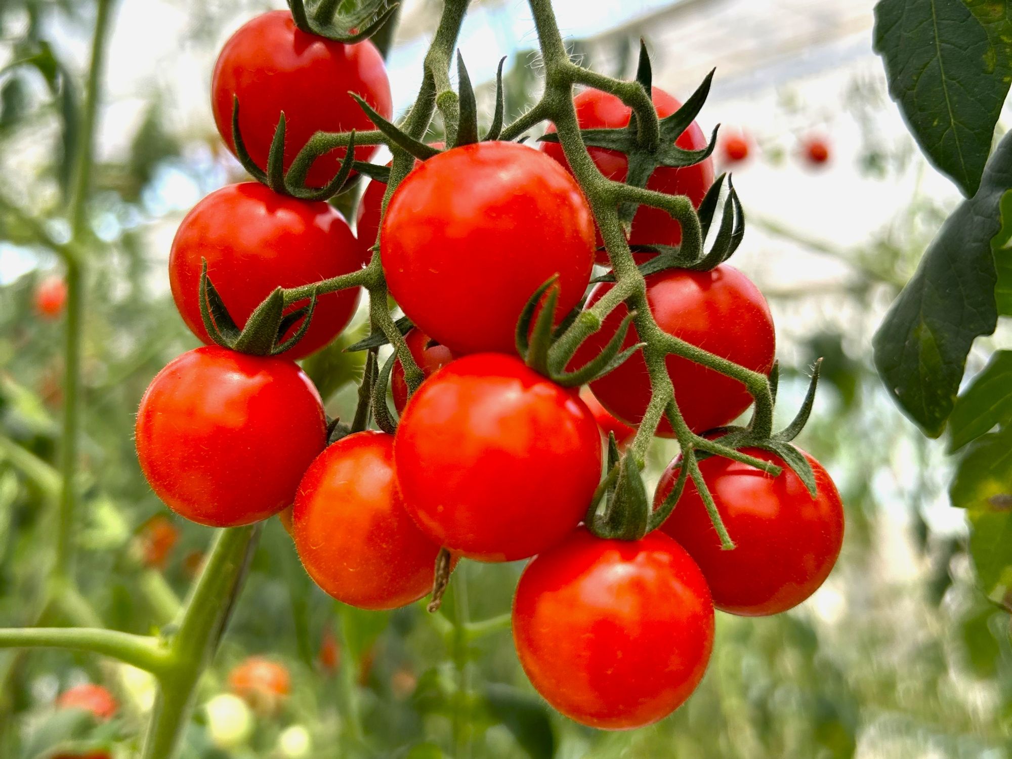 ポモロッサのアップ