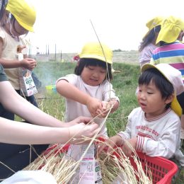 朝霞どろんこ保育園「お米が食べられるようになるまで」